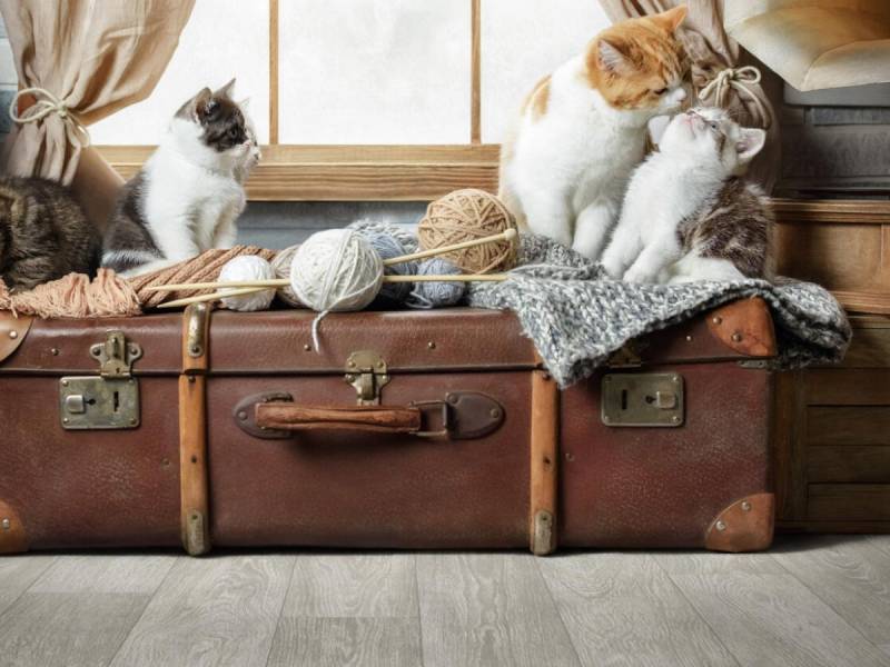 Бытовой линолеум JUNIOR TOMPSON 1